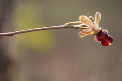 Cottonia peduncularis